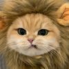 koeceeng.meong