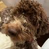 lagotto_gia