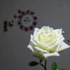 zahrazahra0800