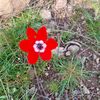 mnevver.ylmaz62
