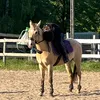 b.c.equestrian