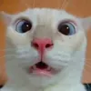 ramonmarra8