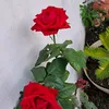 rosalba.pirozzi6