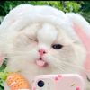 usershoonshoon80