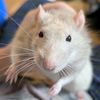 ratsquared