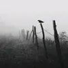 501_1i