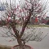 nguoihungbentrain