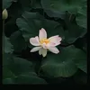 _jisou