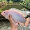 mitraasihfish