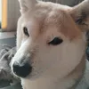 kimieito