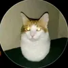 chaungoanbacho2.0