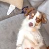 aspentheaussie4