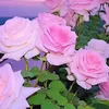 dadoun.alilouch