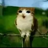 woyzenrl