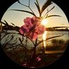 reine_des_fleursss