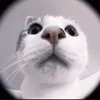 qwedsaxxc
