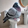 pigeon_guli