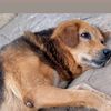 buddy.dog.rescue