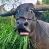 emkhoongbieet