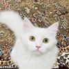 shabiabbas68