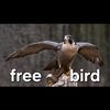 free2_bird