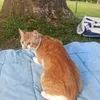 arabesk38_