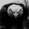 segma_mg