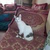 bouali.mouffake6