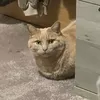 itsjustkitty13