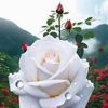 samia.salem896