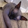 Ramesses