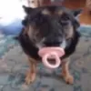 cachoro_chupeta