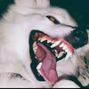 hyrax_96
