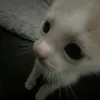 swishhihi