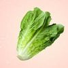 lettuce_boy67