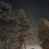 annette.iris2