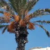ammona6