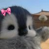 nopiii_pi1