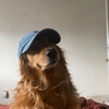 itsgoldenthedog