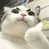 uyencutiqtqd