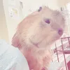 ttttt1111._