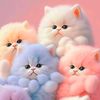 shahida.fatema
