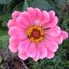 flowerstoronto