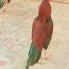 asifalimasif80