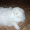 _nilipiki_11