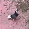 mah_2042