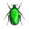 shinygreenchaferbeetle