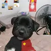pendeja_00001