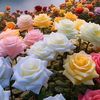 ahammad5974