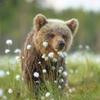 naturebear4